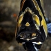 cardinalfish_banggai_kbrtk2_v_0391_sul7435.jpg